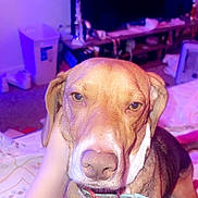 Honey Bun joined the competition — help win amazing prizes! bed, blanket, brown_dog, carpet, close_up, collar, dog, furniture, hand, human_hand, indoor, nose, pet, portrait, purple_lighting, sleepy, sneakers, television, trash_can, trophy