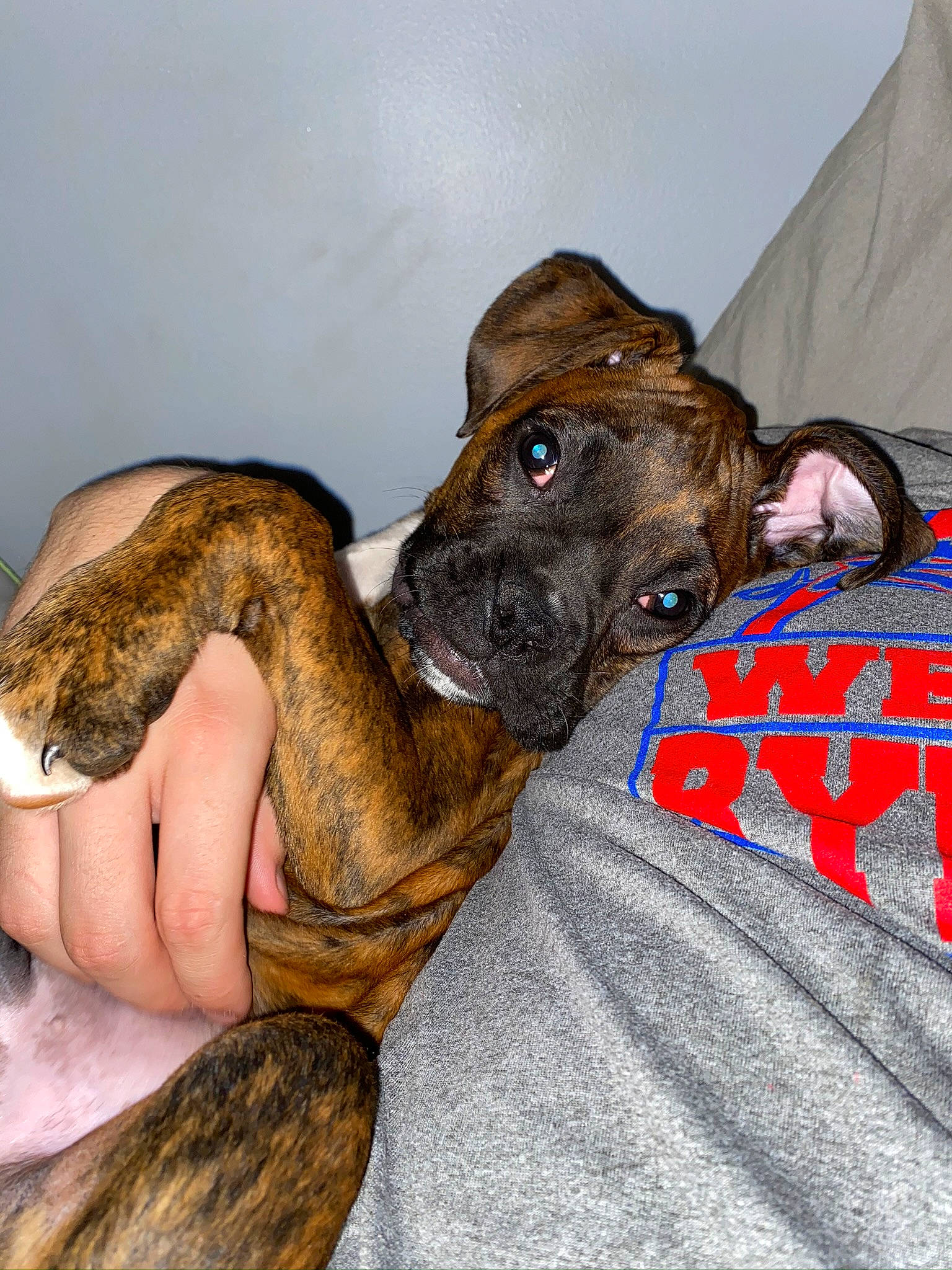 Sammi joined the competition — help win amazing prizes! alano_espanol, alaunt, american_staffordshire_terrier, bandog, boxer, bullmastiff, canidae, carnivore, dog, dog_breed, fawn, mammal, mountain_cur, non_sporting_group, perro_de_presa_canario, plott_hound, puppy, snout, treeing_tennessee_brindle, vertebrate