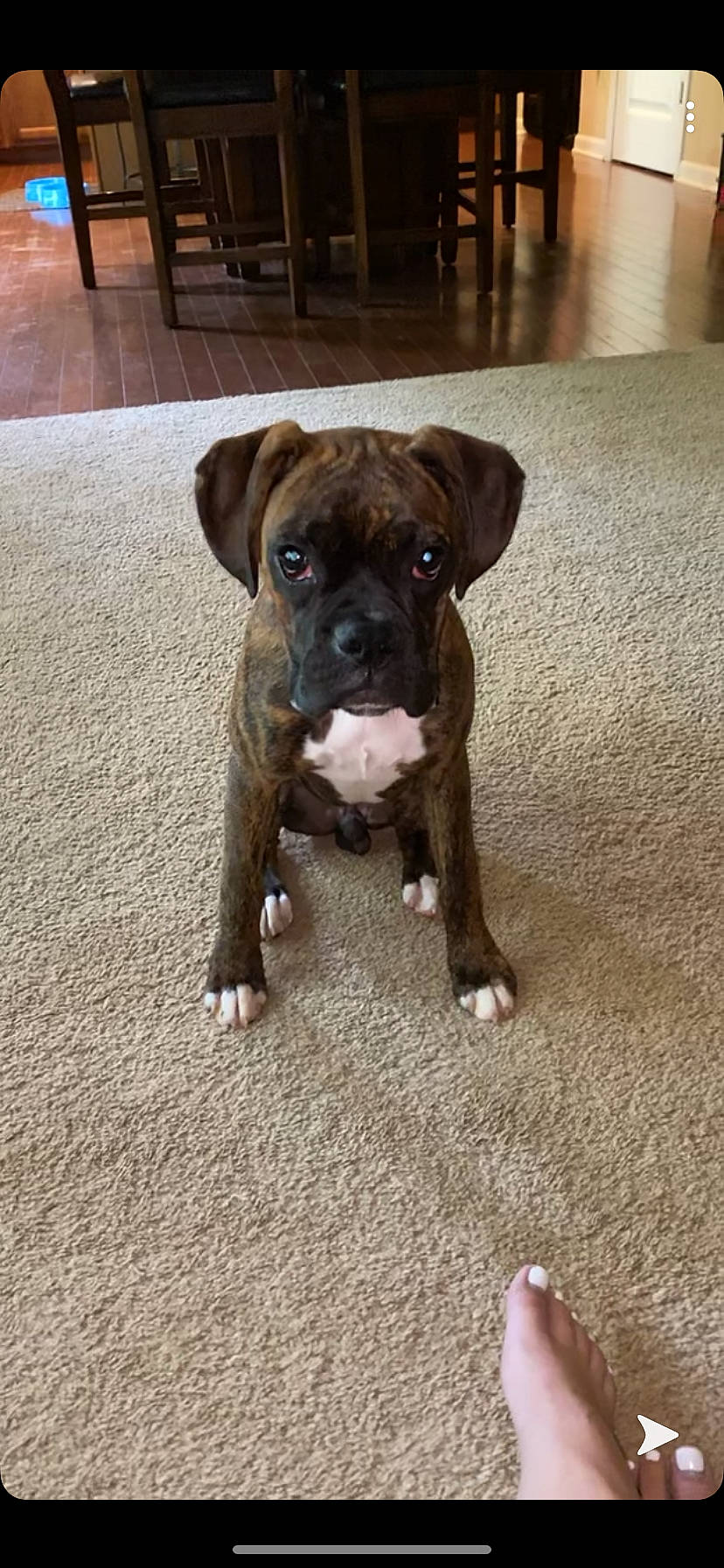 Sammi is registered to the contest to win money with this photo: american_bulldog, american_pit_bull_terrier, boxer, canidae, carnivore, companion_dog, dog, dog_breed, fawn, mammal, molosser, non_sporting_group, old_english_bulldog, olde_english_bulldogge, puppy, rare_breed_dog, snout, sporting_group, valley_bulldog, working_dog