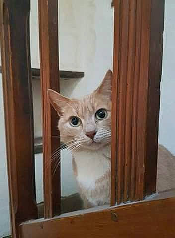 Findus participe au concours pour gagner de l'argent avec cette photo : animal_shelter, box, cardboard, carnivore, cat, domestic_short_haired_cat, door, fawn, felidae, fixture, fur, hardwood, room, shelf, small_to_medium_sized_cats, snout, tail, whiskers, window, wood