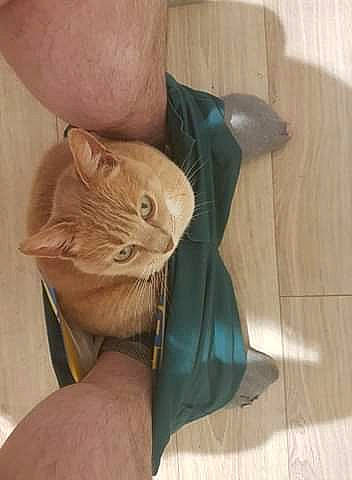 Findus participe au concours pour gagner de l'argent avec cette photo : carnivore, cat, claw, devon_rex, domestic_short_haired_cat, ear, fashion_accessory, fawn, felidae, flooring, fur, gesture, hardwood, nail, paper_bag, paw, small_to_medium_sized_cats, tail, whiskers, wood