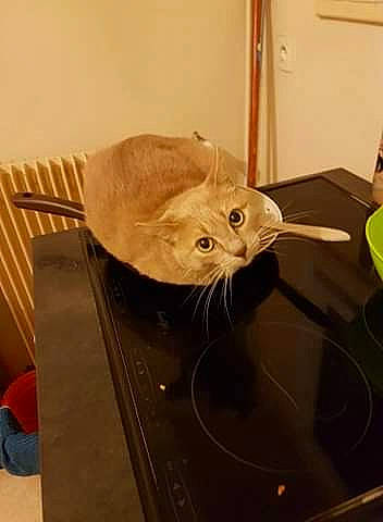 Findus a rejoint le concours — aidez-le/la à gagner de superbes lots ! carnivore, cat, chair, comfort, domestic_short_haired_cat, fawn, felidae, fur, hardwood, room, small_to_medium_sized_cats, snout, table, tail, terrestrial_animal, vegetable, whiskers, wood