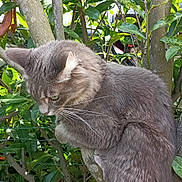 Malo participe au concours pour gagner de l'argent avec cette photo : animal, branch, cat, curious, cute, daylight, fluffy, fur, garden, gray_cat, greenery, leaves, mammal, nature, outdoor, pet, plant, tree, whiskers, wildlife