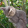 animal, branch, cat, curious, cute, daylight, fluffy, fur, garden, gray_cat, greenery, leaves, mammal, nature, outdoor, pet, plant, tree, whiskers, wildlife