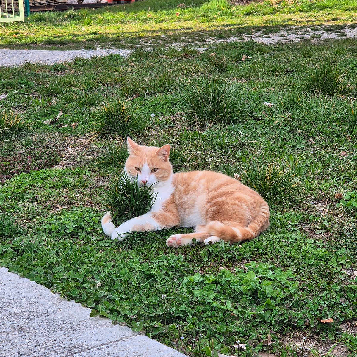 Marley participe au concours pour gagner de l'argent avec cette photo : animal, architecture, backyard, building, cat, grass, herbal, herbs, nature, outdoors, path, pet, plant, pottedplant, shelter, soil, tree, vegetation, walkway, yard