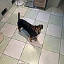 Câlina participe au concours pour gagner de l'argent avec cette photo : dog, small_dog, black_dog, brown_dog, tile_floor, bathroom, cabinet, scale, lamp, bare_feet, looking_up, pet, curious, indoor, standing, shadow, floor_tiles, home, animal, companion