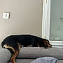 dog, couch, smartphone, resting, indoor, pet, relaxed, furniture, gray, black, brown, tail, paw, window, wall, light_switch, home, domestic, sleeping, canine