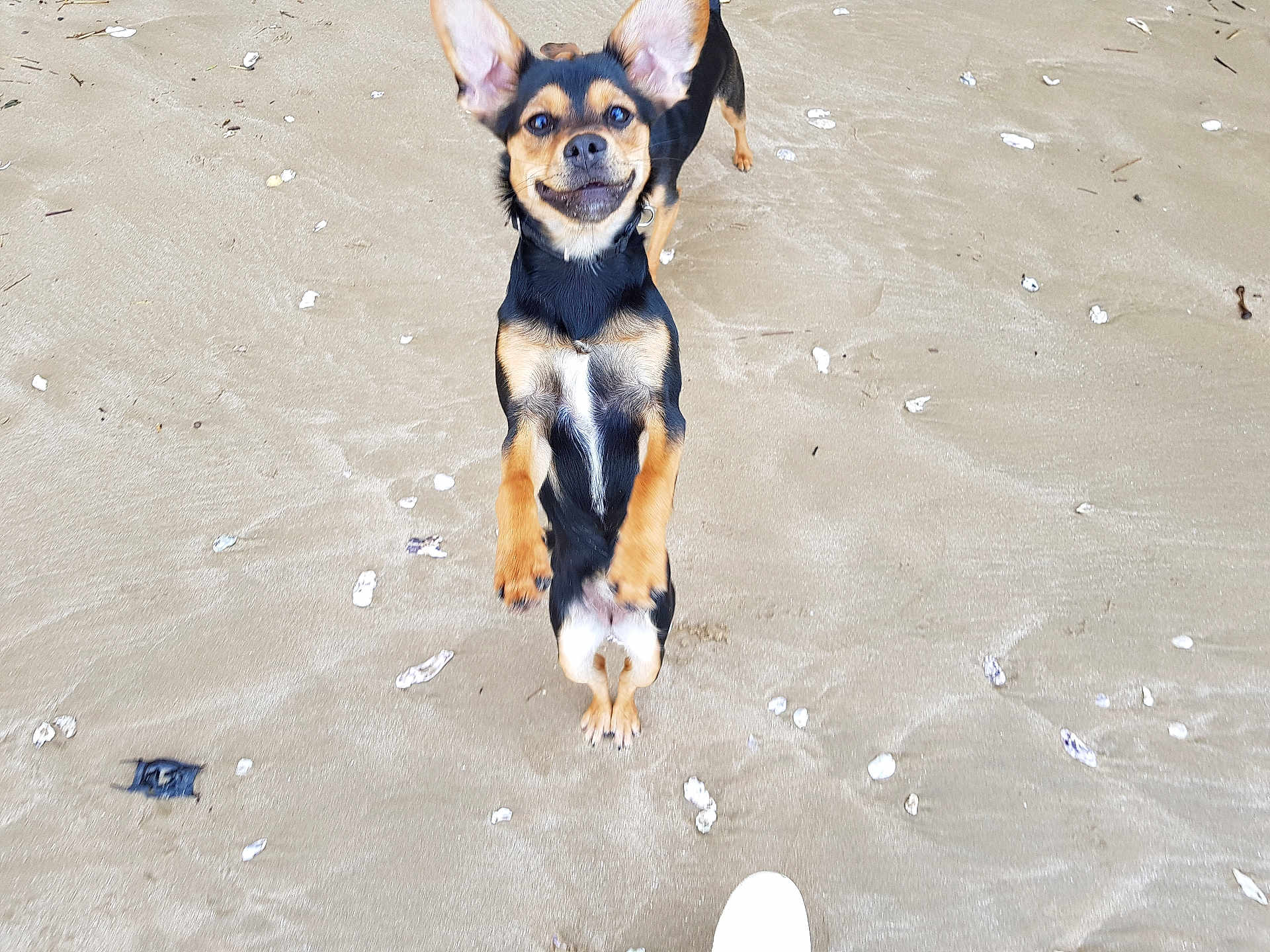 Câlina participe au concours pour gagner de l'argent avec cette photo : dog, beach, sand, jumping, playful, ears, small_dog, happy, outdoor, animal, pet, shells, joyful, fur, canine, nature, daylight, closeup, motion, smile