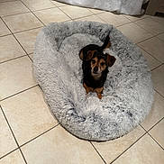 Câlina participe au concours pour gagner de l'argent avec cette photo : dog, pet_bed, floor, tile, indoor, small_dog, black_dog, brown_dog, fur, curious, looking_up, resting, cozy, home, animal, cute, companion, domestic, relaxing, comfort