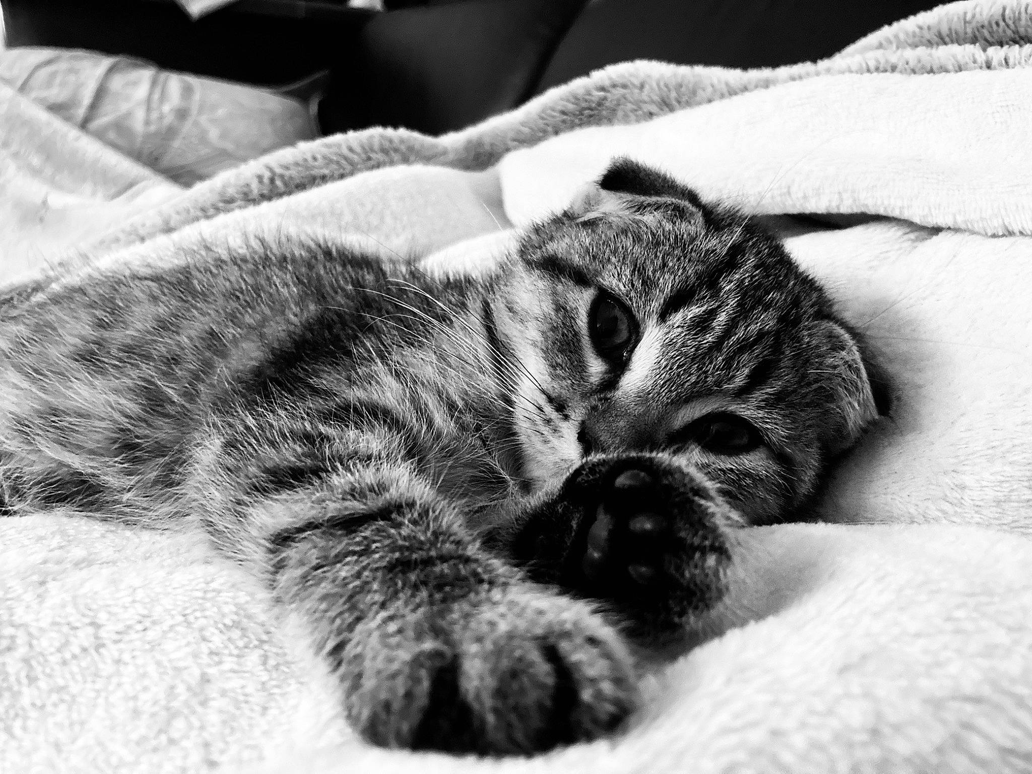Raven a rejoint le concours — aidez-le/la à gagner de superbes lots ! bored, carnivore, cat, cat_bed, claw, comfort, domestic_short_haired_cat, eye, felidae, fur, grey, monochrome, monochrome_photography, nap, paw, small_to_medium_sized_cats, tail, terrestrial_animal, whiskers, wildlife