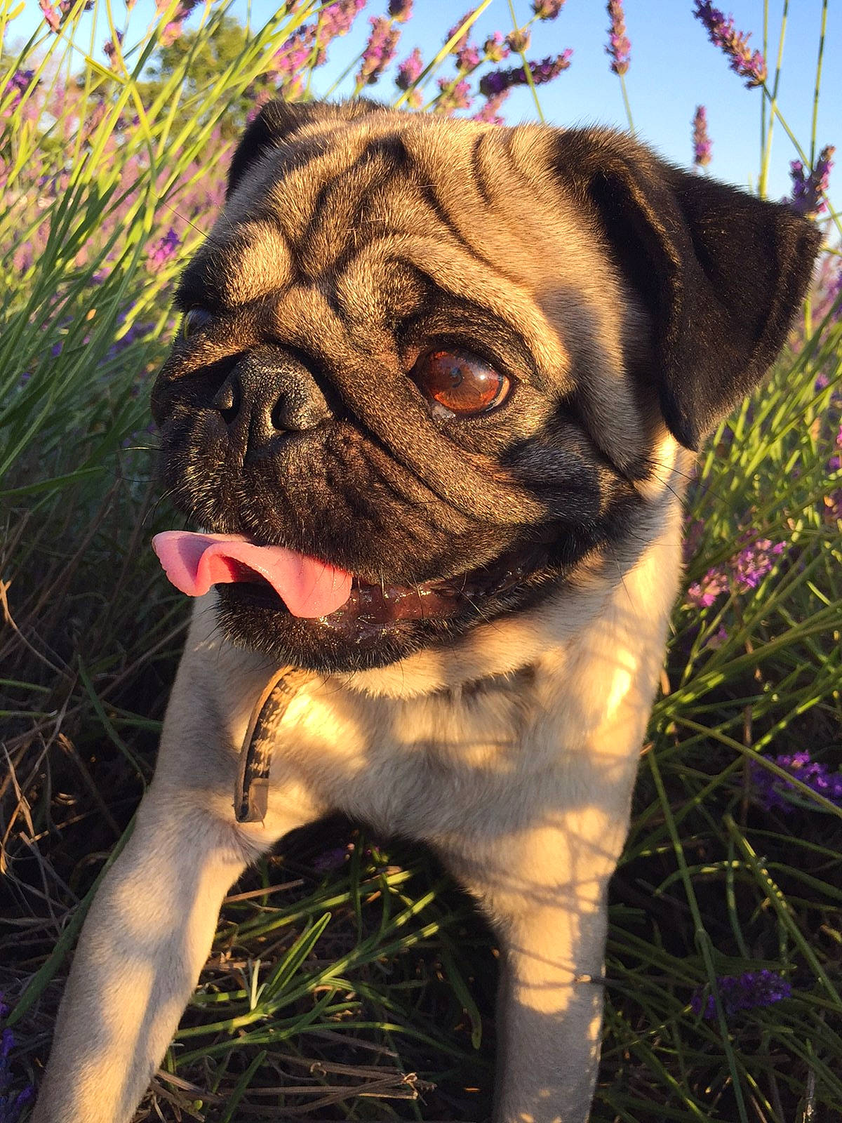 Lucky a rejoint le concours — aidez-le/la à gagner de superbes lots ! bulldog, canidae, carnivore, collar, companion_dog, dog, dog_breed, dog_collar, fawn, grass, plant, pug, sky, snout, sporting_group, terrestrial_animal, tree, whiskers, working_animal, wrinkle