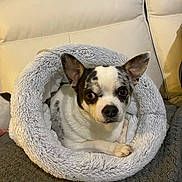 Nougat a rejoint le concours — aidez-le/la à gagner de superbes lots ! black_fur, blanket, chihuahua, comfortable, couch, cozy, curled_up, dog, ears, eyes, furniture, home, indoor, nose, paw, pet_bed, relaxed, resting, small_dog, white_fur