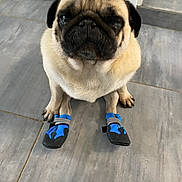 Pablo a rejoint le concours — aidez-le/la à gagner de superbes lots ! animal, blue_boots, boots, canine, companion, cute, dog, domestic_animal, floor, footwear, indoor, looking_up, paw_protection, pet, pet_accessories, pug, short_fur, sitting, small_dog, tile_floor
