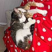 Blossom is registered to the contest to win money with this photo: cats, two_cats, sleeping, cuddling, kitten, tabby_cat, white_cat, animal, pet, bed, blanket, polka_dots, red_blanket, indoors, bedroom, sleeping_person, human_face, cozy, relaxing, portrait