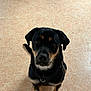 dog, black_dog, tan_markings, pet, animal, indoor, floor, tile_floor, sitting, looking_up, ears_down, brown_eyes, canine, fur, collar, leash_ring, cute, domestic_animal, companion, waiting