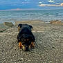 Saïka a rejoint le concours — aidez-le/la à gagner de superbes lots ! dog, pier, sea, water, sky, clouds, rocks, outdoor, animal, pet, black_dog, brown_markings, lying_down, calm, nature, landscape, coast, shore, peaceful, daytime