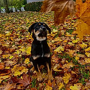 Saïka participe au concours pour gagner de l'argent avec cette photo : puppy, dog, autumn, fall_leaves, leaves, outdoor, grass, nature, brown, yellow, black, tan, young_dog, garden, tree, hedge, curious, sitting, canine, seasonal