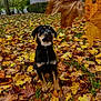 puppy, dog, autumn, fall_leaves, leaves, outdoor, grass, nature, brown, yellow, black, tan, young_dog, garden, tree, hedge, curious, sitting, canine, seasonal