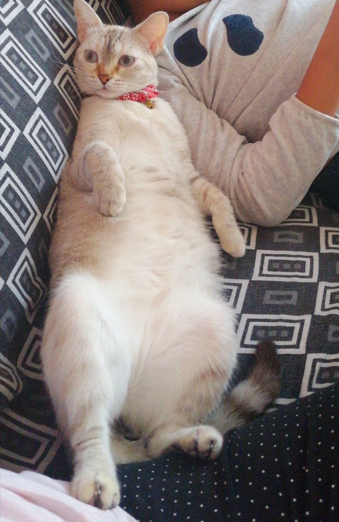 Elsa a rejoint le concours — aidez-le/la à gagner de superbes lots ! aegean_cat, asian, burmilla, carnivore, cat, claw, colorpoint_shorthair, european_shorthair, fawn, felidae, javanese, kitten, paw, polydactyl_cat, ragdoll, small_to_medium_sized_cats, tail, turkish_angora, turkish_van, whiskers