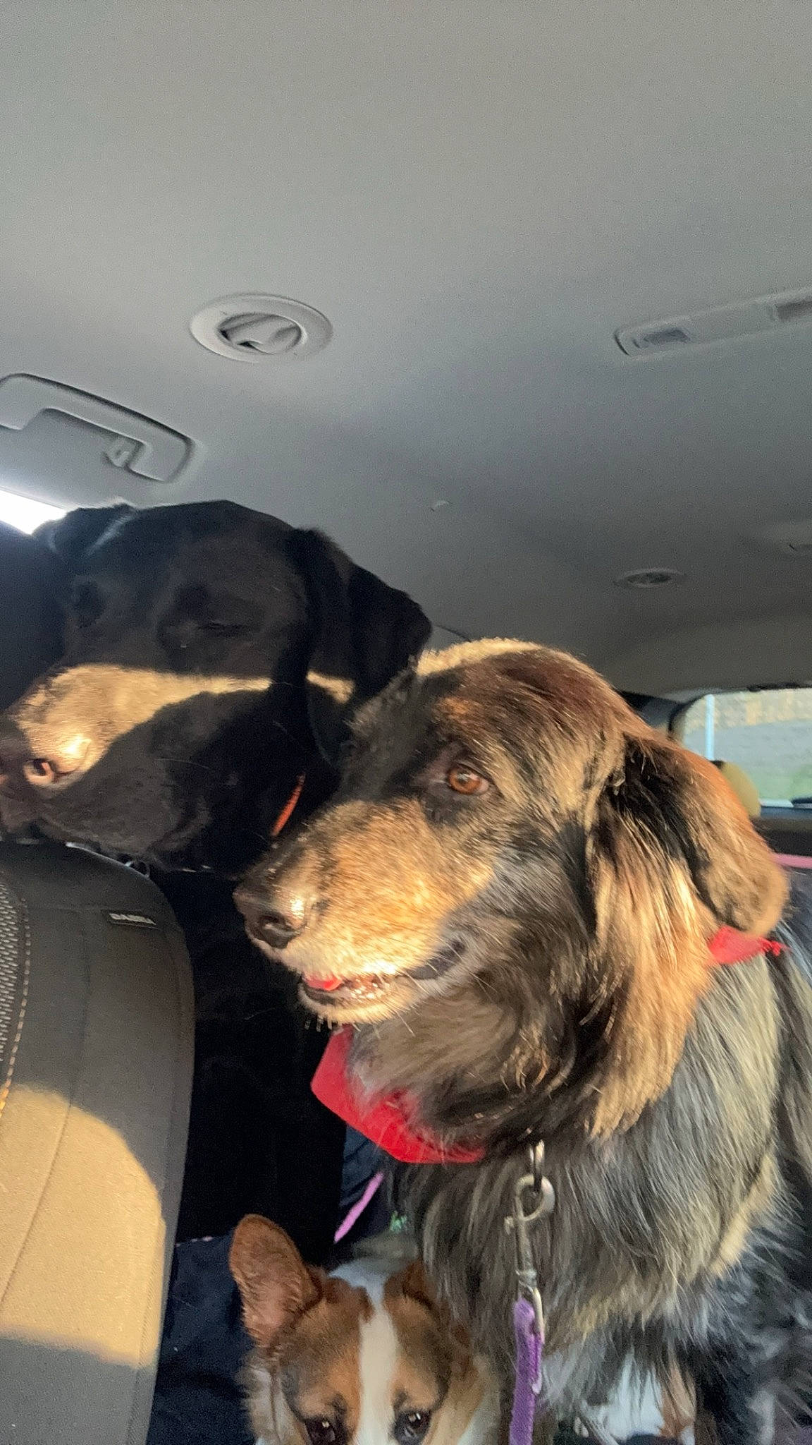 Ammo is registered to the contest to win money with this photo: canidae, carnivore, ceiling, collar, comfort, companion_dog, dog, dog_breed, dog_collar, fun, fur, leash, liver, retriever, snout, sporting_group, working_animal, working_dog