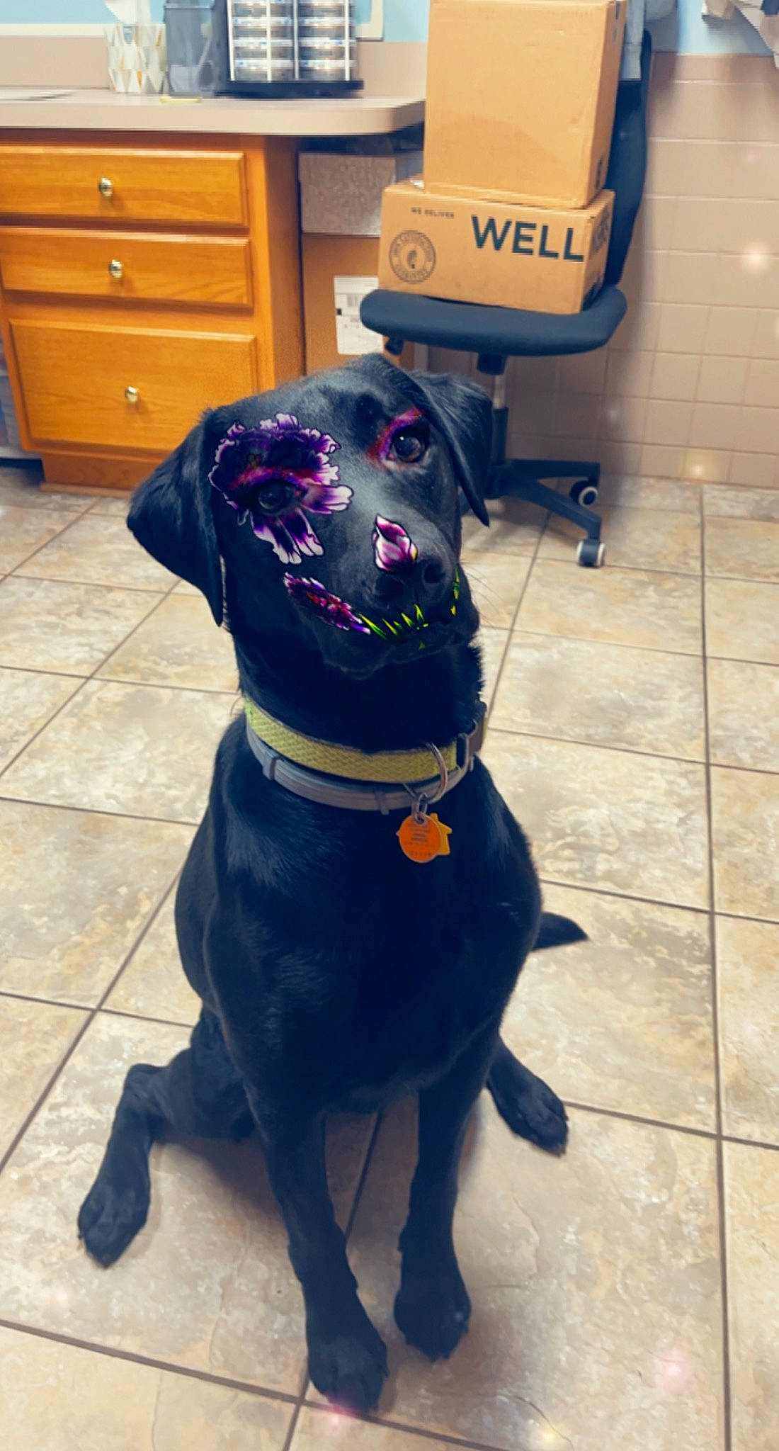 Echo joined the competition — help win amazing prizes! borador, cabinetry, carnivore, collar, companion_dog, cupboard, dog, dog_breed, dog_collar, dog_supply, drawer, floor, flooring, fur, leash, personal_protective_equipment, pet_supply, snout, tail, working_animal