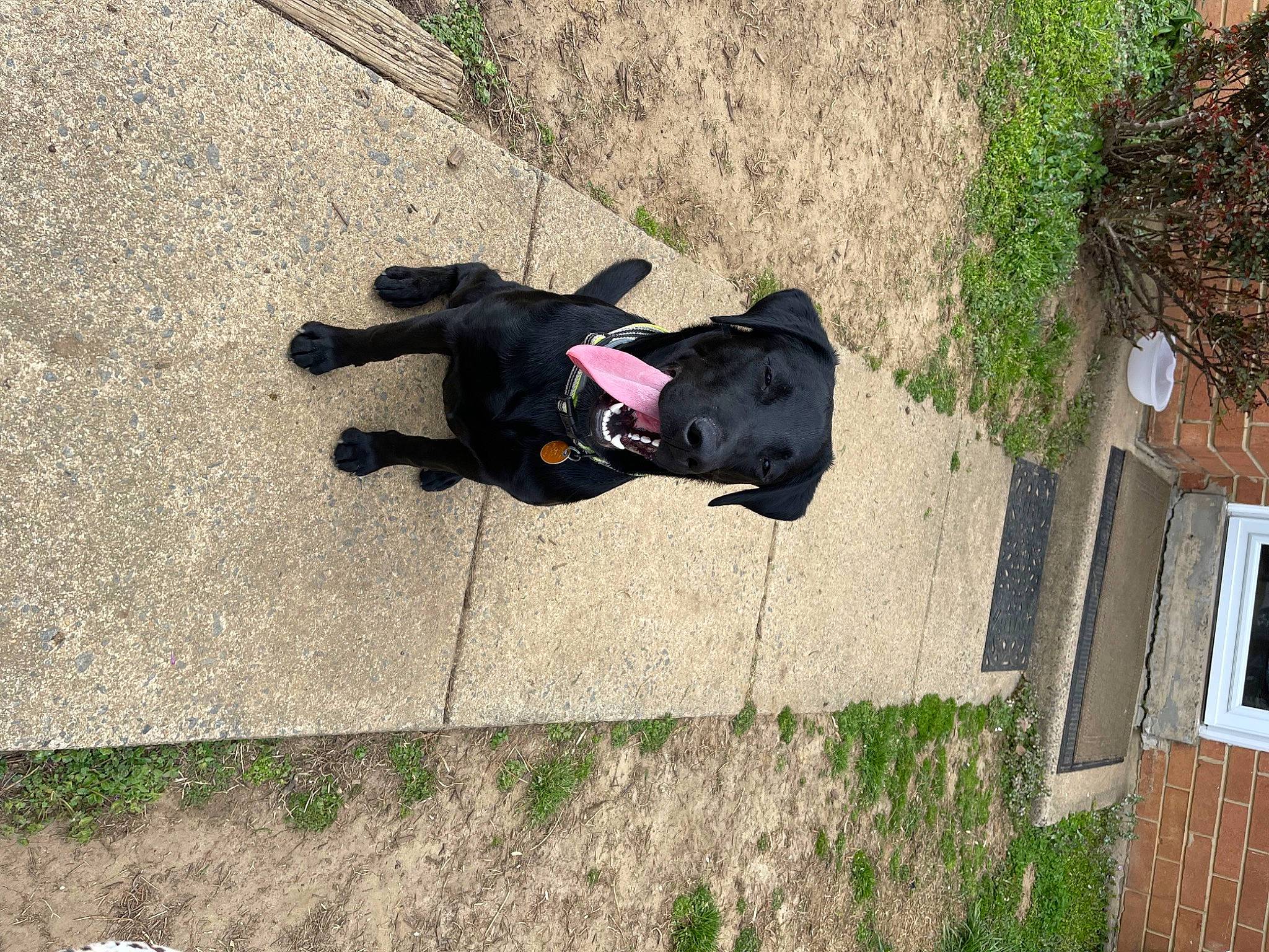 Echo joined the competition — help win amazing prizes! asphalt, canidae, carmine, concrete, dog, dog_breed, flooring, grass, leisure, plant, recreation, road_surface, shadow, shrub, sidewalk, soil, sporting_group, tints_and_shades, tree, walking_shoe