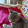 Marcelle Baeyens a rejoint le concours — aidez-le/la à gagner de superbes lots ! cat, gray_cat, white_paws, sleeping, blanket, magenta, cozy, indoor, pillow, cat_pattern, furniture, window, natural_light, resting, closeup, pet, whiskers, fur, relaxation, home