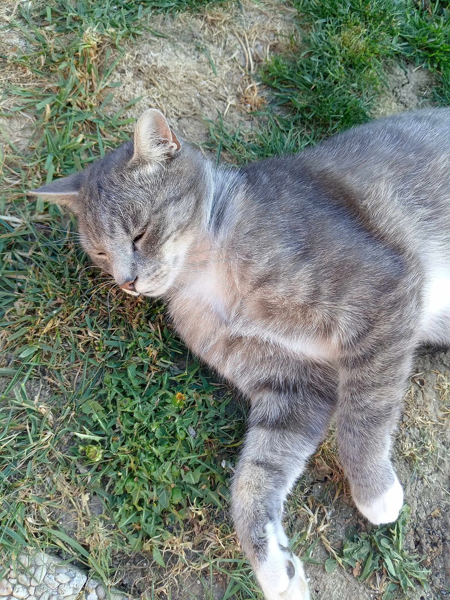 Marcelle Baeyens participe au concours pour gagner de l'argent avec cette photo : cat, gray_tabby, animal, pet, outdoor, grass, relaxing, sleeping, fur, whiskers, nature, mammal, closeup, paw, resting, sunlight, peaceful, domestic_cat, ground, wildlife