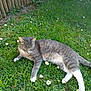 Marcelle Baeyens a rejoint le concours — aidez-le/la à gagner de superbes lots ! cat, grass, flower, daisy, outdoor, pet, animal, lawn, relaxed, nature, sunlight, garden, wooden_fence, greenery, resting, feline, white_paws, tabby, summer, peaceful