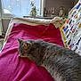 cat, tabby, sleeping, blanket, magenta, couch, cozy, indoor, window, daylight, shelf, photographs, knickknacks, home, relaxing, furniture, pet, fur, domestic, rest