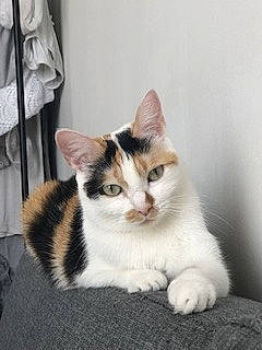 Nimue a rejoint le concours — aidez-le/la à gagner de superbes lots ! carnivore, cat, comfort, curtain, domestic_short_haired_cat, eye, felidae, fur, paw, sitting, small_to_medium_sized_cats, snout, tail, whiskers, window