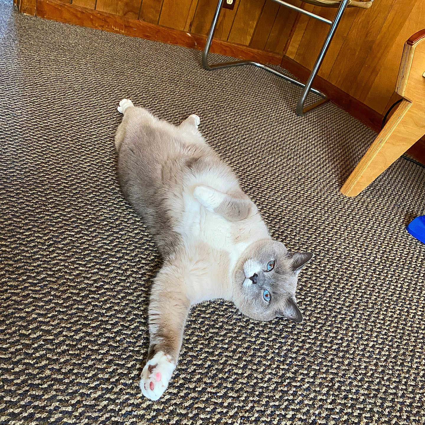 Lieutenant joined the competition — help win amazing prizes! animal, blue_eyes, carpet, cat, chair, cozy, domestic_animal, feline, fluffy, fur, home, indoor, looking_up, mammal, paw, pet, relaxing, resting, stretching, wooden_wall