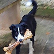 Ulysse participe au concours pour gagner de l'argent avec cette photo : dog, black_and_white, bone, motion_blur, outdoor, animal, pet, playful, running, canine, fur, tail, snout, ears, grass, pavement, nature, happy, active, chewing