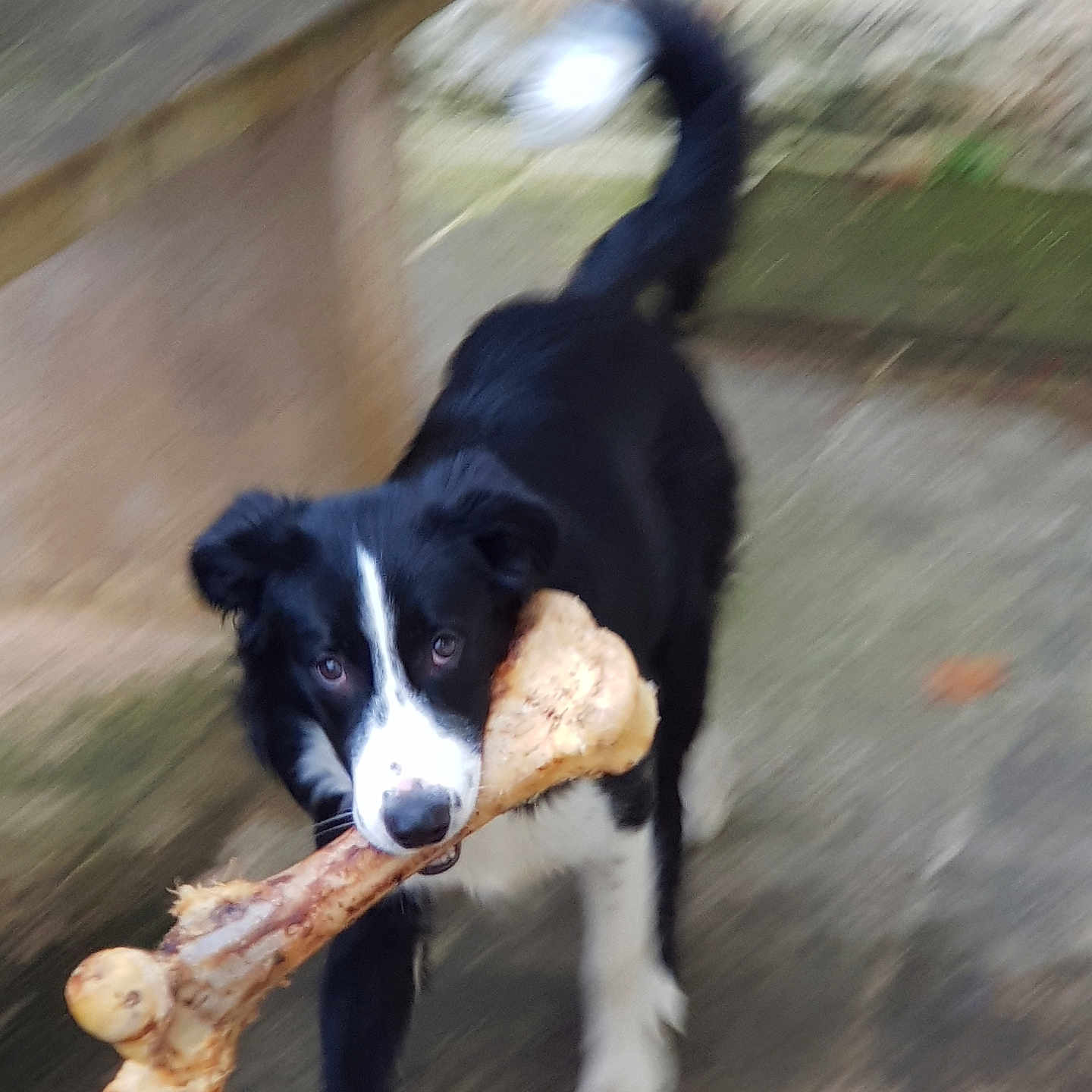 Ulysse participe au concours pour gagner de l'argent avec cette photo : active, animal, black_and_white, bone, canine, chewing, dog, ears, fur, grass, happy, motion_blur, nature, outdoor, pavement, pet, playful, running, snout, tail