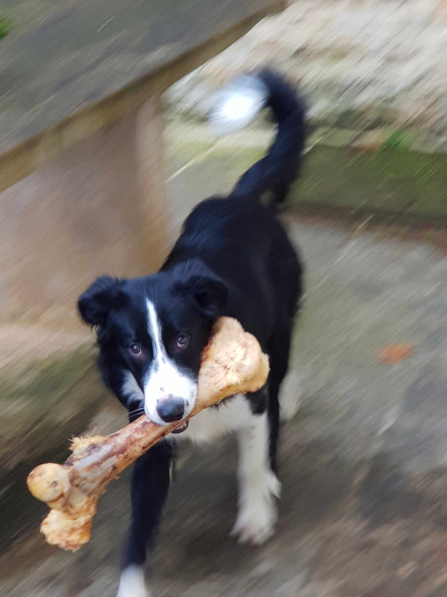 Ulysse participe au concours pour gagner de l'argent avec cette photo : dog, black_and_white, bone, motion_blur, outdoor, animal, pet, playful, running, canine, fur, tail, snout, ears, grass, pavement, nature, happy, active, chewing