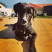 Nox participe au concours pour gagner de l'argent avec cette photo : dog, black_dog, pet, animal, outdoor, sunlight, tile_floor, head_tilt, curious, house, yard, car, shed, shadow, daylight, collar, relaxed, canine, mammal, domestic_animal
