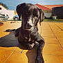 dog, black_dog, pet, animal, outdoor, sunlight, tile_floor, head_tilt, curious, house, yard, car, shed, shadow, daylight, collar, relaxed, canine, mammal, domestic_animal