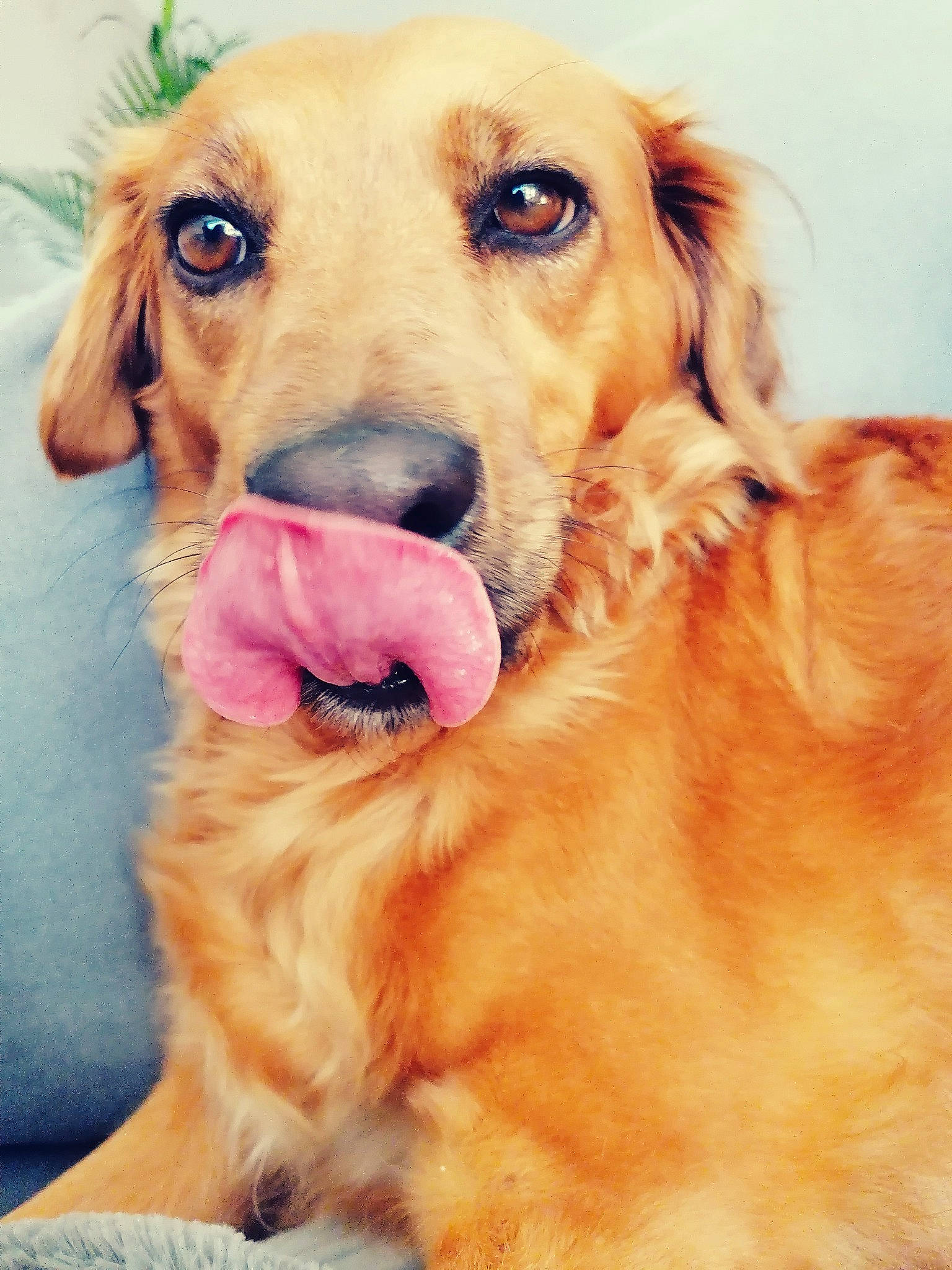 Lilou a rejoint le concours — aidez-le/la à gagner de superbes lots ! carnivore, collar, companion_dog, dog, dog_breed, dog_collar, dog_supply, fawn, gun_dog, happy, liver, mammal, nose, paw, pet_supply, plant, snout, sporting_group, whiskers, working_animal