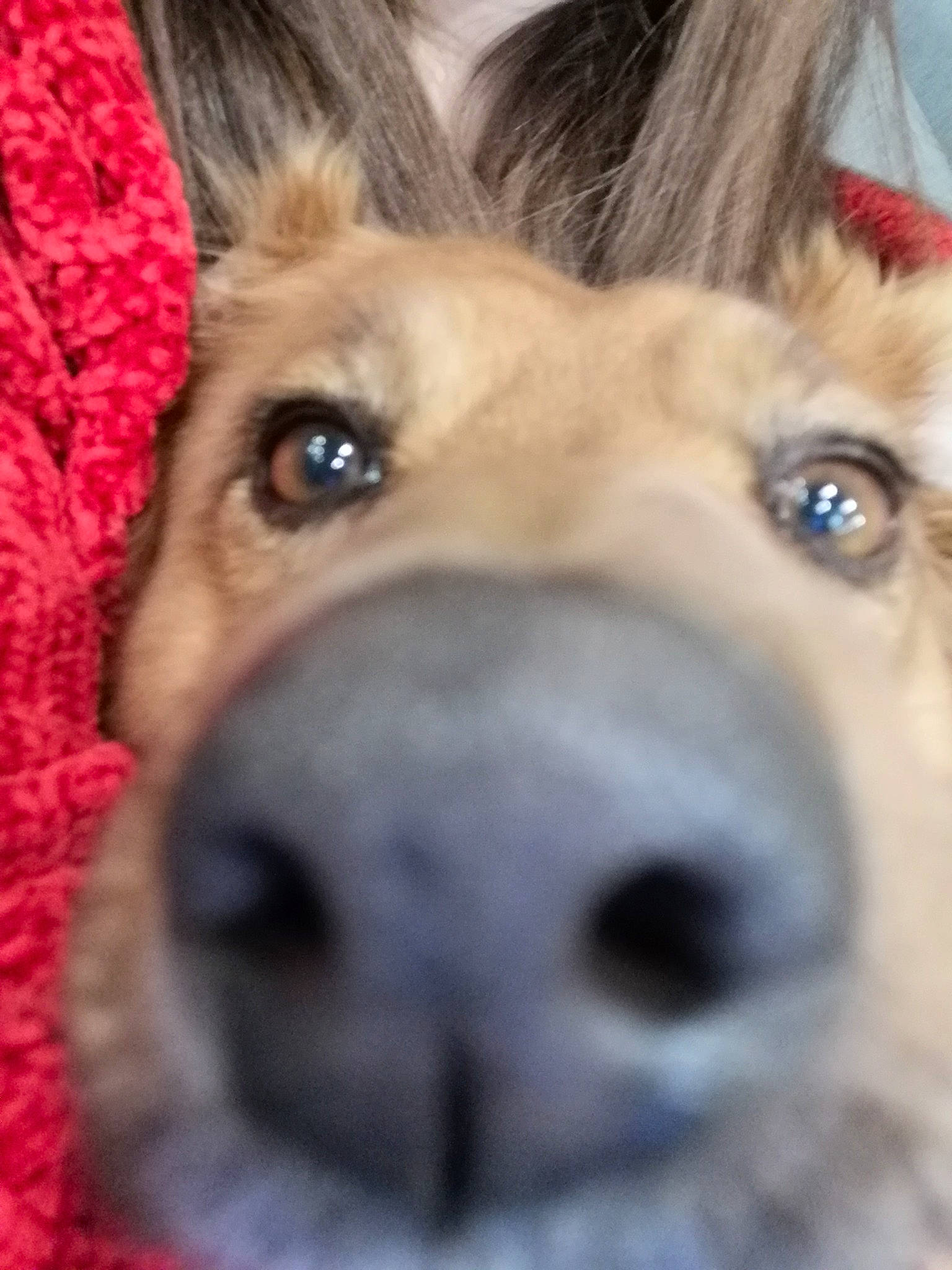 Lilou participe au concours pour gagner de l'argent avec cette photo : canidae, carnivore, companion_dog, dog, dog_breed, dog_supply, ear, eye, eyelash, fawn, fur, jaw, liver, nose, pack_animal, snout, sporting_group, whiskers, wildlife, working_animal