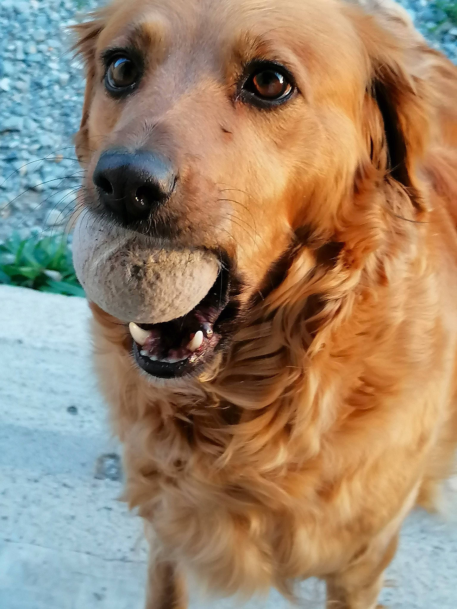 Lilou participe au concours pour gagner de l'argent avec cette photo : ancient_dog_breeds, canidae, carnivore, companion_dog, dog, dog_breed, fang, fawn, fur, golden_retriever, gun_dog, liver, retriever, snout, snow, sporting_group, terrestrial_animal, whiskers, working_animal, working_dog