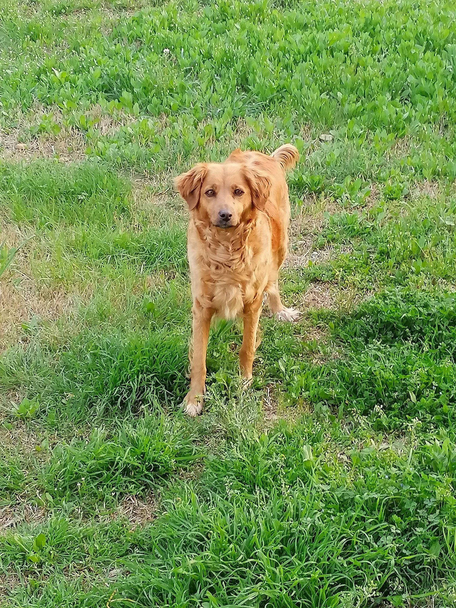 Lilou a rejoint le concours — aidez-le/la à gagner de superbes lots ! canidae, carnivore, companion_dog, dog, dog_breed, fawn, grass, grassland, groundcover, liver, pasture, people_in_nature, plant, prairie, snout, sporting_group, tail, terrestrial_animal, wildlife, working_animal