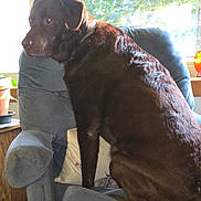 Hershey joined the competition — help win amazing prizes! dog, brown_dog, armchair, indoor, window, sunlight, potted_plant, furniture, cushion, pet, animal, canine, home, relaxed, seated, looking_out, natural_light, cozy, fur, portrait