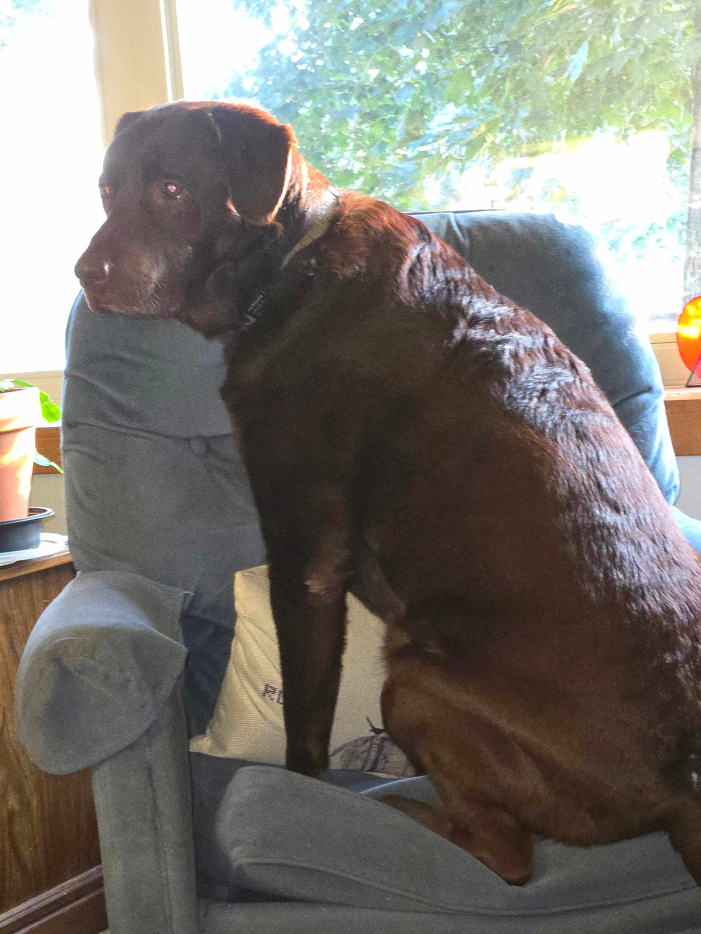 Hershey joined the competition — help win amazing prizes! dog, brown_dog, armchair, indoor, window, sunlight, potted_plant, furniture, cushion, pet, animal, canine, home, relaxed, seated, looking_out, natural_light, cozy, fur, portrait