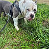 Famous joined the competition — help win amazing prizes! bulldog, dog, canine, harness, leash, outdoor, grass, field, suburban, houses, trees, sky, standing, closeup, white_and_gray, wrinkled, alert, pet, animal, portrait