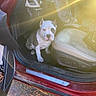 dog, canine, pet, white_dog, gray_patches, sitting, car, suv, vehicle, interior, footwell, front_seat, leather_seat, open_door, red_car, sunlight, lens_flare, outdoor, pavement, portrait