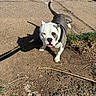 dog, bulldog, pet, animal, sitting, leash, harness, outdoor, sidewalk, pavement, grass, weeds, parked_car, sunlight, shadow, white_coat, gray_coat, looking_at_camera, portrait, street