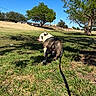 dog, bulldog, pet, animal, outdoor, park, grass, trees, shade, sunlight, blue_sky, leash, harness, walking, standing, looking_back, black_and_white, brown_coat, fence, residential_area