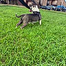 Famous joined the competition — help win amazing prizes! dog, bulldog, pet, animal, grass, outdoor, park, leash, harness, running, walking, playful, happy, black_and_white, short_hair, tail, apartment_buildings, cars, residential_area, blue_sky