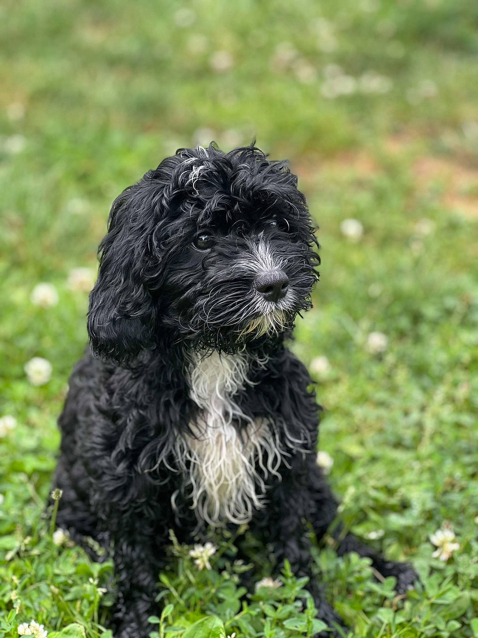 Shadow is registered to the contest to win money with this photo: canidae, carnivore, companion_dog, dog, dog_breed, grass, liver, maltepoo, non_sporting_group, poodle_crossbreed, small_terrier, sporting_group, terrestrial_animal, terrier, toy_dog, water_dog, working_dog