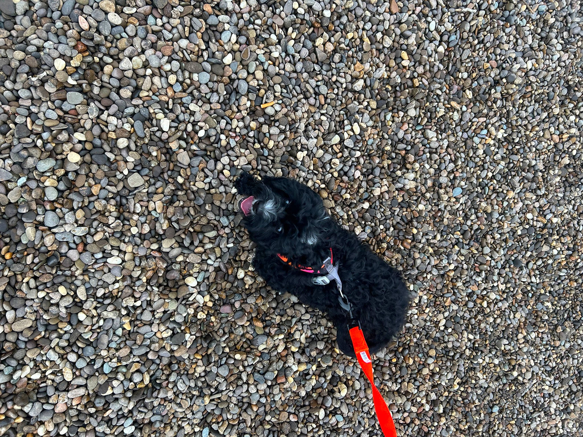 Shadow is registered to the contest to win money with this photo: arthropod, asphalt, beak, carmine, concrete, electric_blue, fashion_accessory, fish, grass, invertebrate, landscape, pest, road, road_surface, rock, sand, shadow, soil, tar, terrestrial_animal